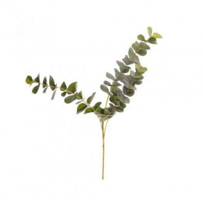 Eukalyptusgren 60 cm