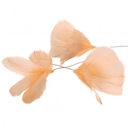 Fjærblomst, aprikos, 12-pakning