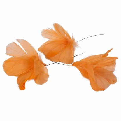 Fjærblomst, oransje, 12-pakning