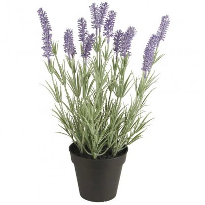 Lavendelplante i potte, 40 cm