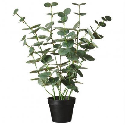 Eukalyptus i krukke, H: 52