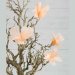 Fjærblomst, aprikos, 12-pakning