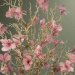 Fjærblomst, gammelrosa, 12-pakning