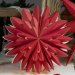Hyacint Star Rød 50 cm – Pr Home