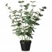 Eukalyptus i krukke, H: 52
