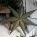 Polaris Star Grønn – Pr Home