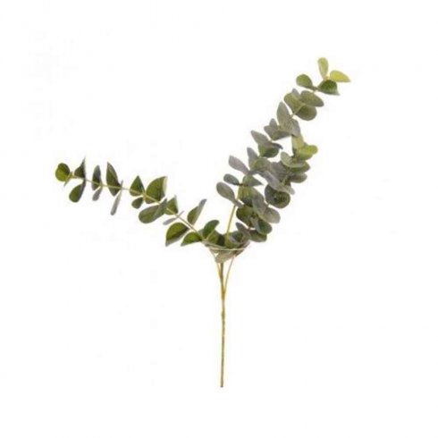 Eukalyptusgren 60 cm