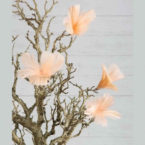 Fjærblomst, aprikos, 12-pakning