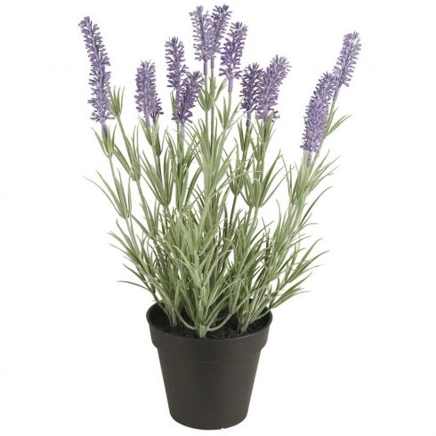 Lavendelplante i potte, 40 cm