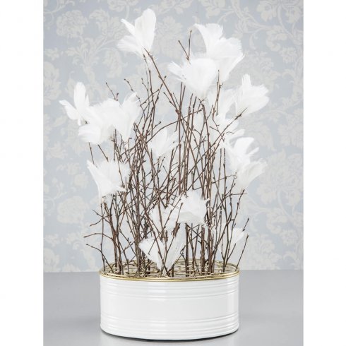 Fjærblomst, hvit, 12-pakning