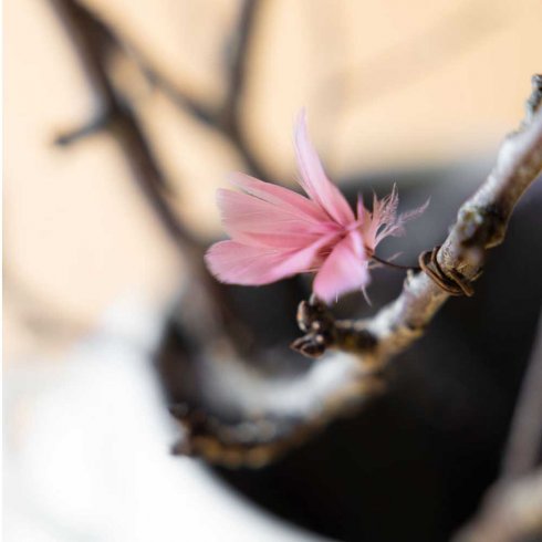 Fjær med tråd, blomst, gammelrosa, 12-pakning